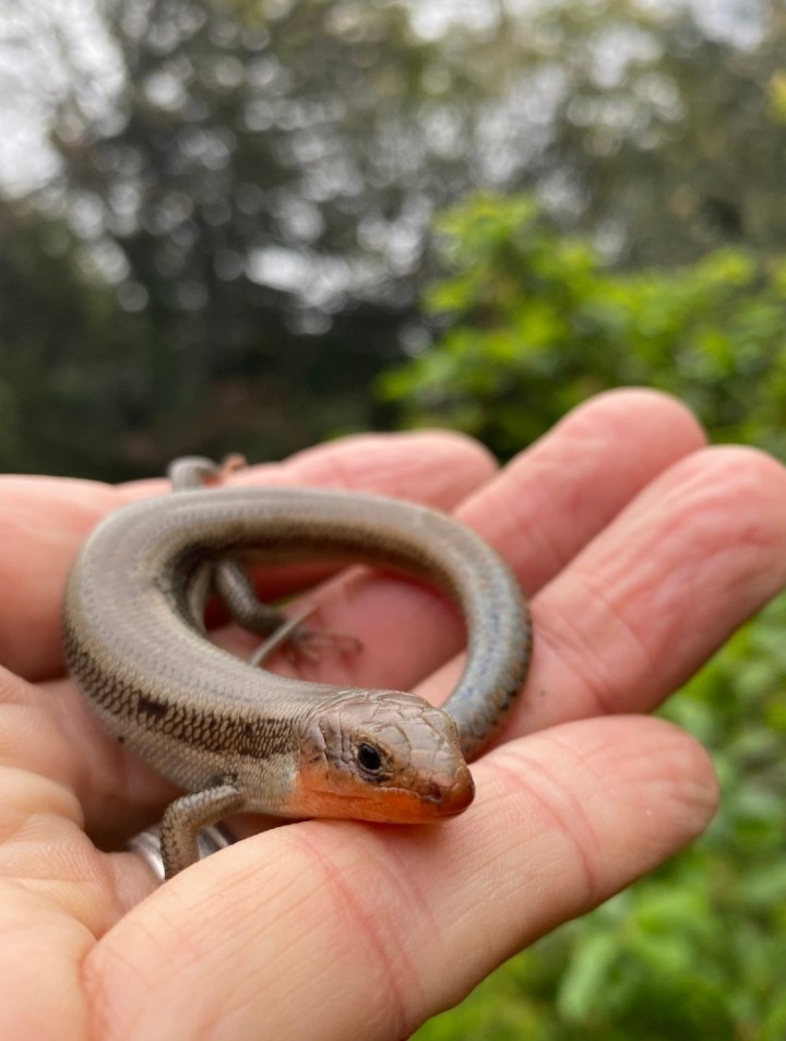 Western Skink